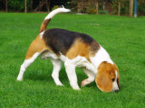 Résultat de recherche d'images pour "chienne beagle"