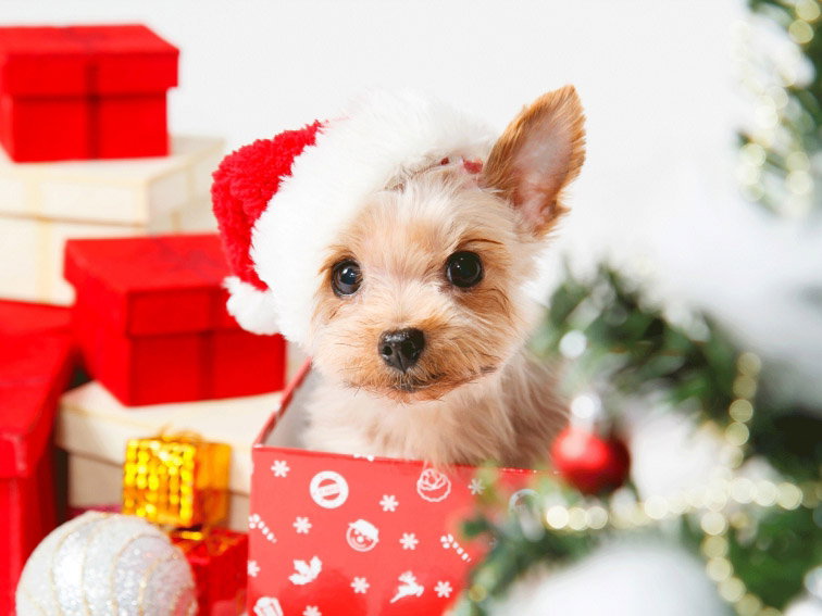 peut on offrir un chien ou un chiot a un enfant a noel 3038
