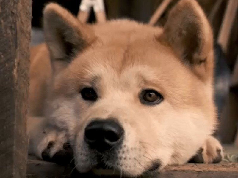 Vidéo Hatchi : bande-annonce du film