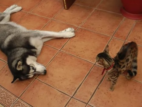 Vidéo Un chat refuse de jouer avec son ami Husky Vidéo Un chat refuse de jouer avec son ami Husky