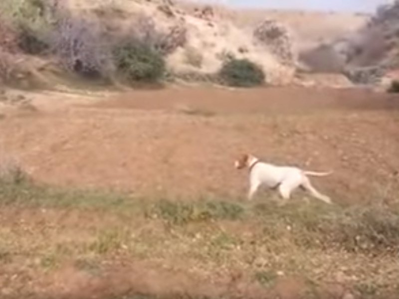 Vidéo Dressage Pointer Anglais avec boite d'envol sagesse Vidéo Dressage Pointer Anglais avec boite d'envol sagesse