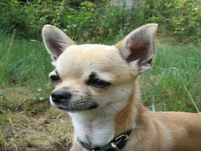 Vidéo Conseils pour dresser un chihuahua Vidéo Conseils pour dresser un chihuahua