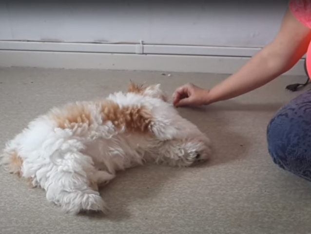 Vidéo Dresser son Shih Tzu Vidéo Dresser son Shih Tzu