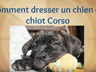 Vidéo Conseils pour éduquer son cane corso Vidéo Conseils pour éduquer son cane corso