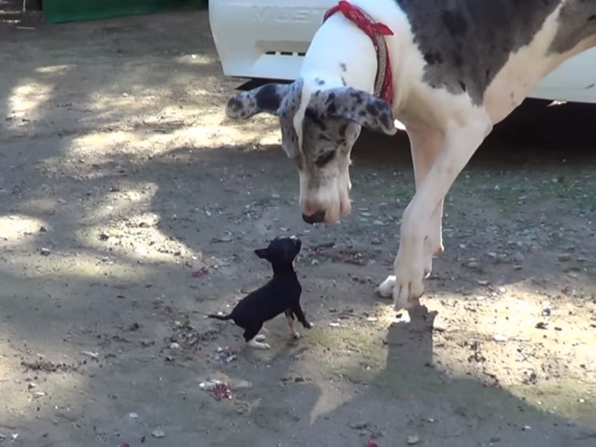 rencontre saillie chien