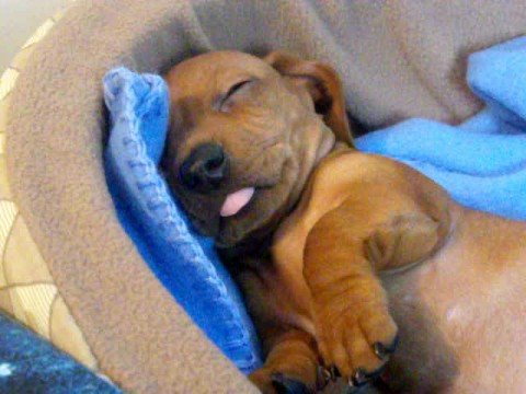 http://upload.chien.com/img_global/24-insolite/chien-mignon/_big-4797-adorable-chiot-qui-s-endort.jpg