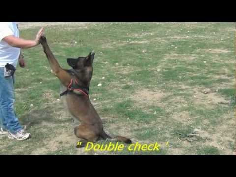 Vidéo Voilà un chien Berger Malinois bien dressé Vidéo Voilà un chien Berger Malinois bien dressé