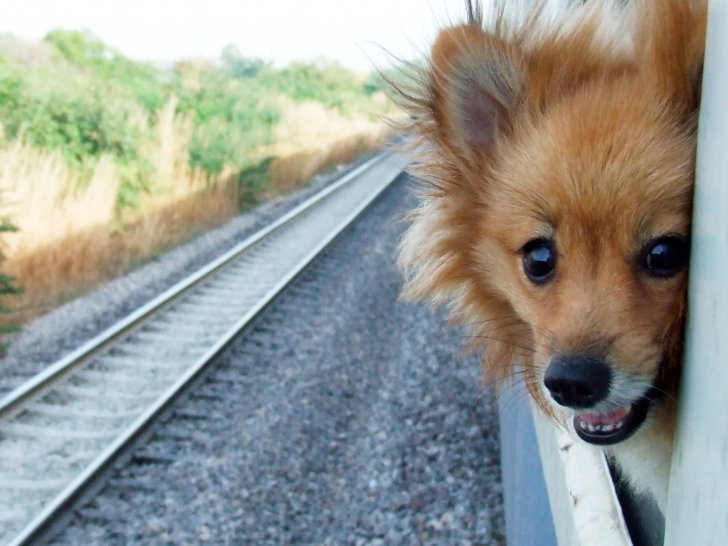 http://upload.chien.com/img_global/24-le-chien-dans-les-transports-et-en-voyage/_big-15396-voyager-en-train-avec-son-chien.jpg