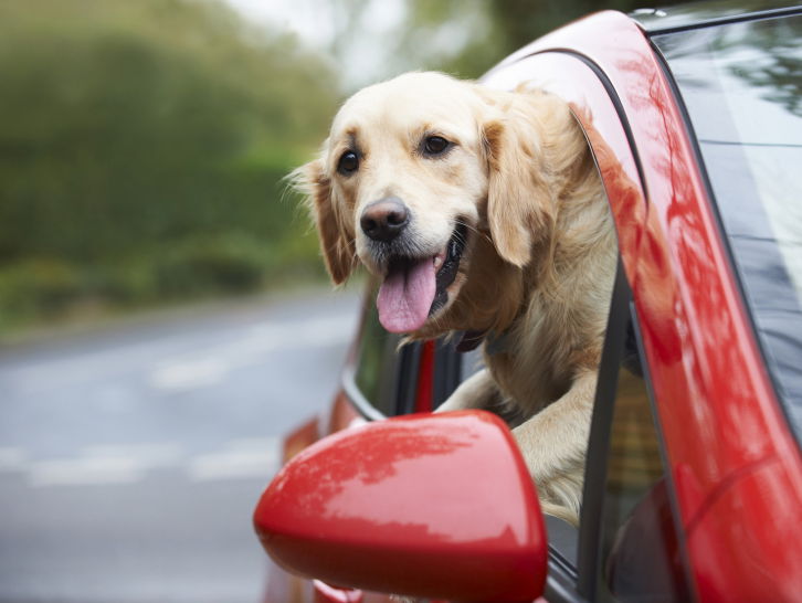 Voyager avec son chien en voiture quels équipements