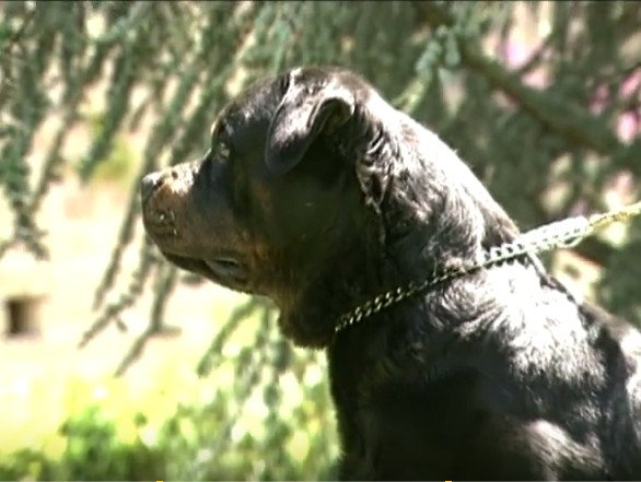 Vidéo Présentation du rottweiler Vidéo Présentation du rottweiler