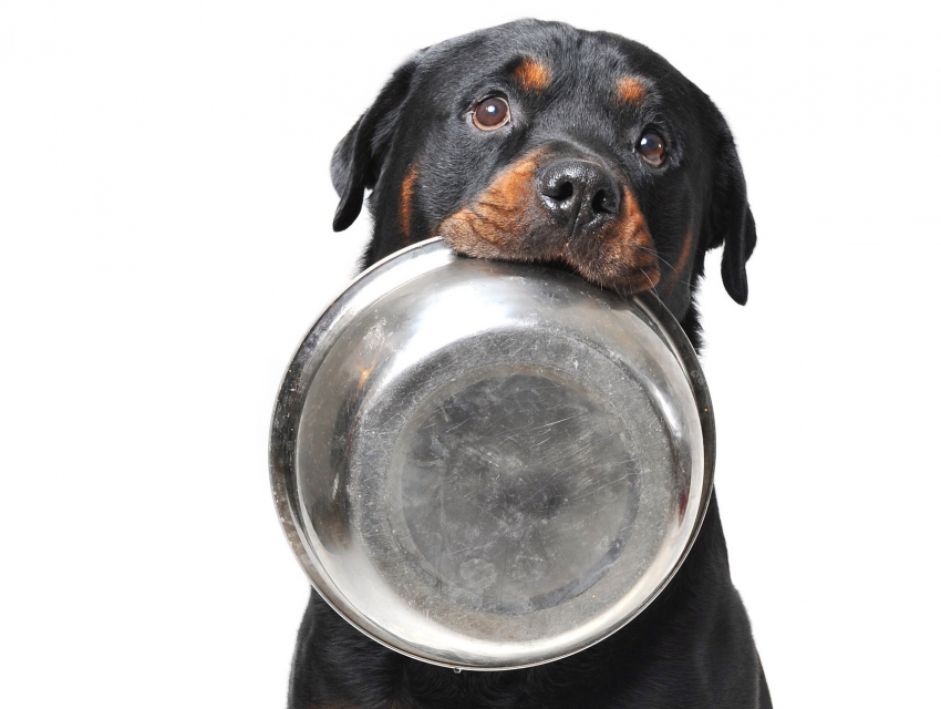 10 règles de base pour bien alimenter son chien 10 règles de base pour bien alimenter son chien