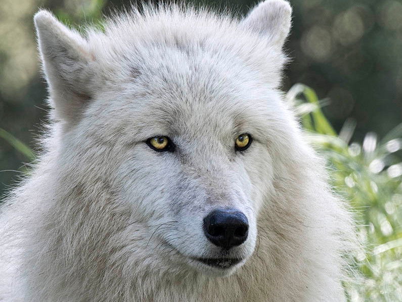 Le loup caractéristiques et différences avec le chien