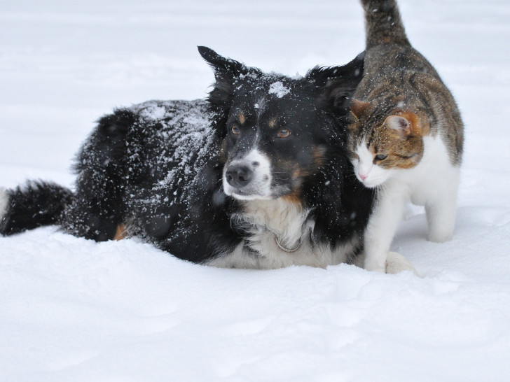 Rencontre entre chien et chat adulte