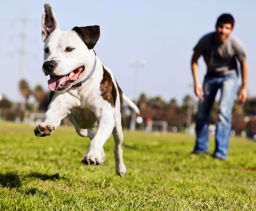12 règles pour montrer à son chien qui est le maître La hiérarchie est le plus souvent établie