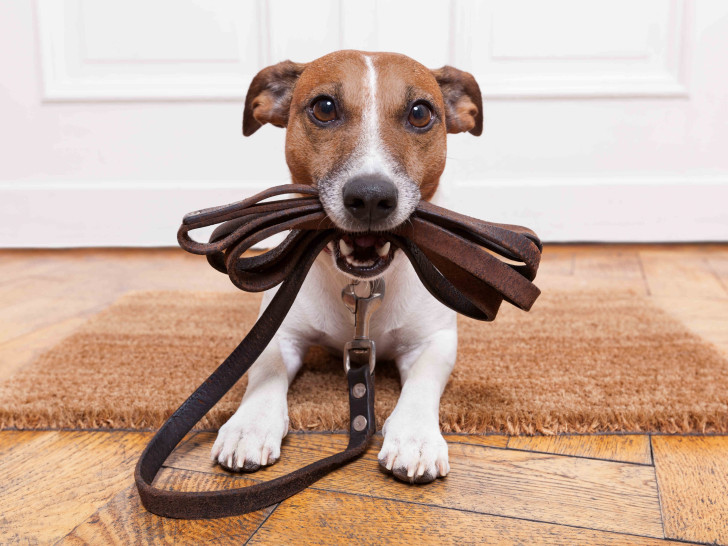 Apprendre à son chiot à devenir propre Apprendre à son chiot à devenir propre
