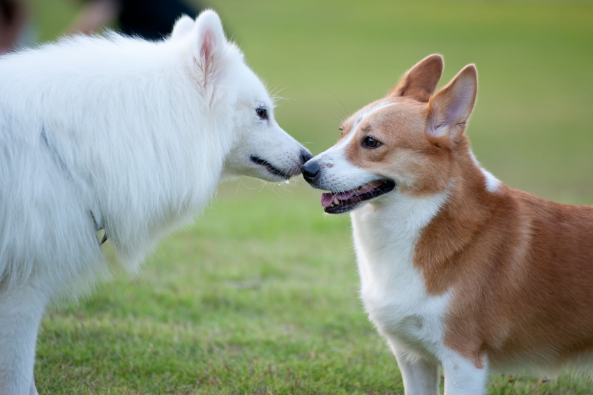 rencontre animaux saillie