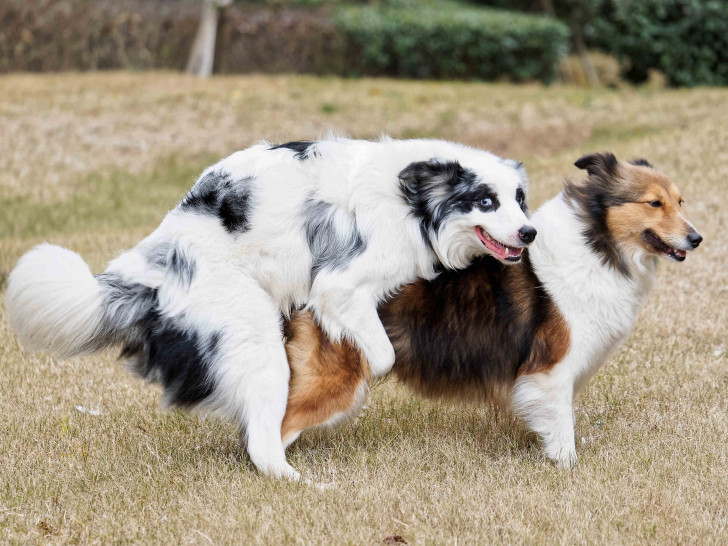 Comment déterminer la place du chien dans la famille Comment déterminer la place du chien dans la famille