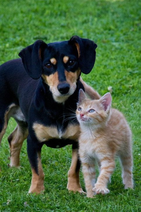 rencontre entre chien chaton