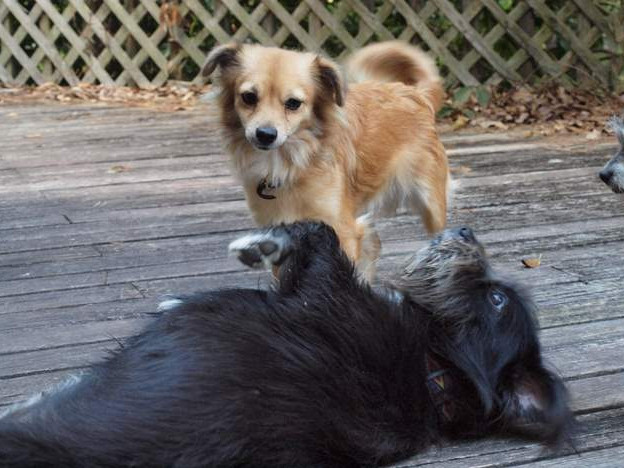 Les 4 attitudes d'apaisement les plus utilisées chez le chien Les 4 attitudes d'apaisement les plus utilisées chez le chien