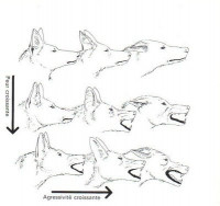 Communication Chiens Humains Comprendre Le Langage Non Verbal Du Chien