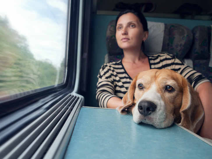 http://upload.chien.com/img_global/25-le-chien-dans-les-transports-et-en-voyage/voyager-en-train-avec-son-chien/_big-15396_2090-les-precautions-a-prendre-avant-un-voyage-en-train-avec-son-chien.jpg