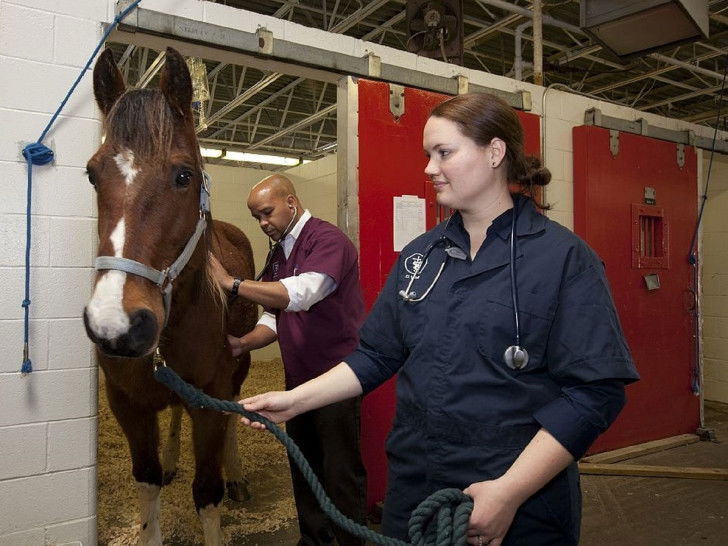 Devenir vétérinaire qualités requises, écoles et formation Devenir vétérinaire qualités requises, écoles et formation