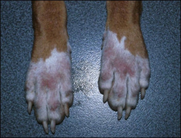Dermatoses des pieds chez le chien Dermatoses des pieds chez le chien