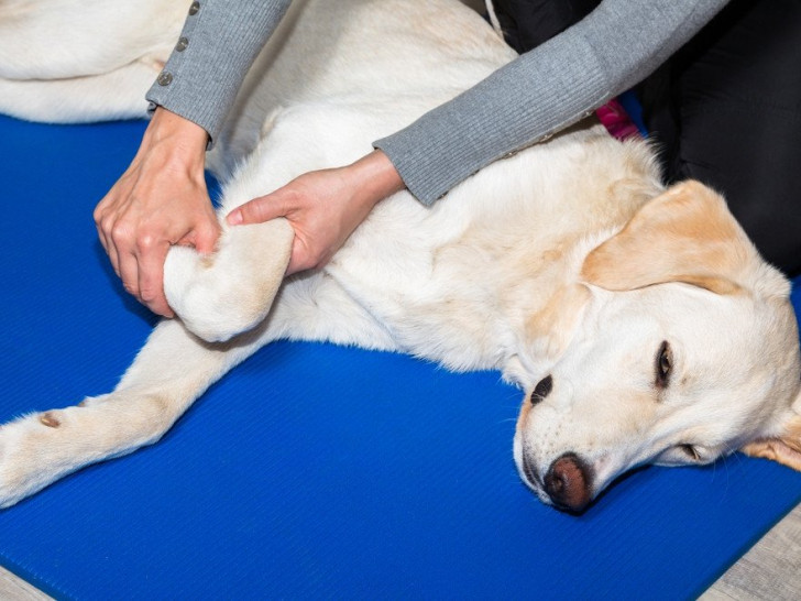 Vivre avec un chien atteint de dysplasie de la hanche Vivre avec un chien atteint de dysplasie de la hanche