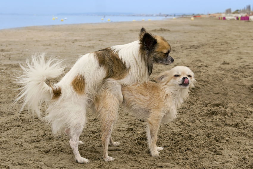 quels sont les animaux qui ne s accouplent pas