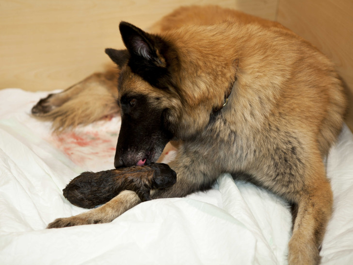 La mise bas chez la chienne : La mise bas de la chienne La mise bas chez la chienne : La mise bas de la chienne