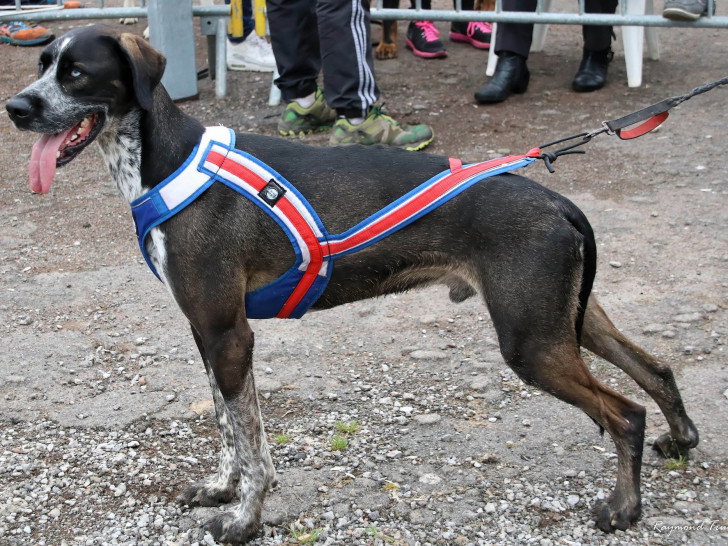 Courir avec son chien : le canicross