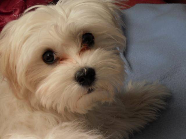 Pin Bichon Maltais 4 Superbes Bb Type De 9 Semaines on Pin Bichon Maltais 4 Superbes Bb Type De 9 Semaines on