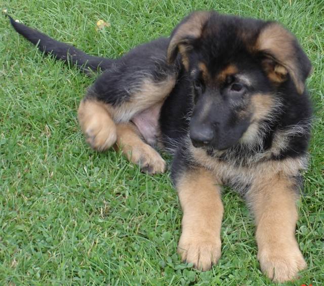 Chiot Berger Allemand Poil Long 2 Mois Photo chocolat : Berger Allemand mâle (2 mois)