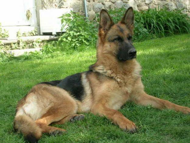 Photo bobi (chien de mon pere avant) : Berger Allemand Photo bobi (chien de mon pere avant) : Berger Allemand