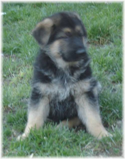 Photo Bébé Berger Allemand Berger Allemand