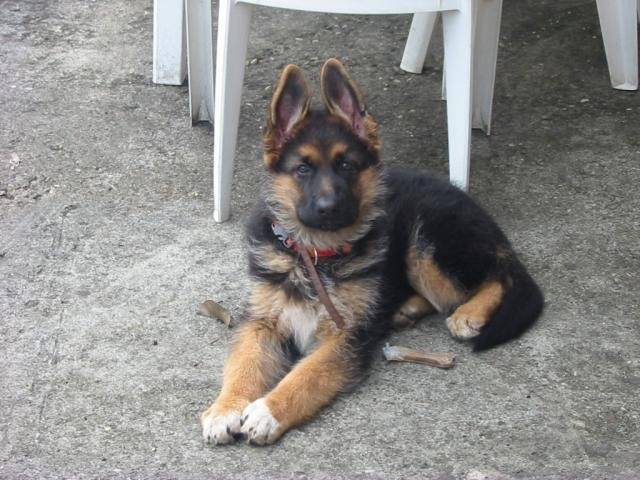 Photo Canelle - berger allemand de 3 mois : Berger Photo Canelle - berger allemand de 3 mois : Berger