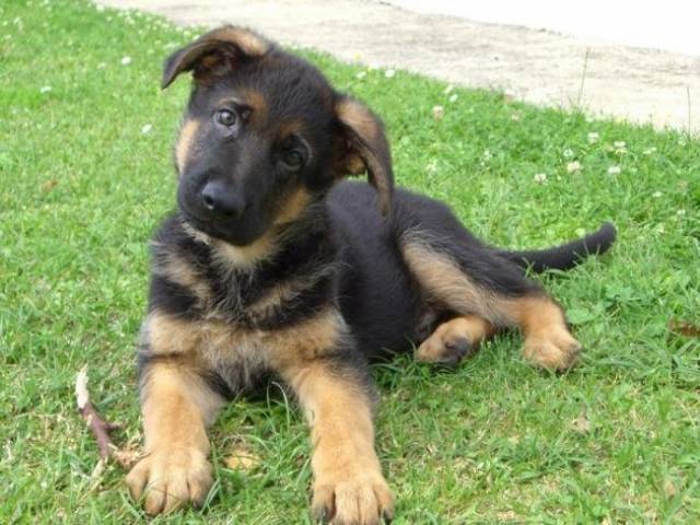 Photo Cisko 3 mois : Berger Allemand (3 mois) Photo Cisko 3 mois : Berger Allemand (3 mois)