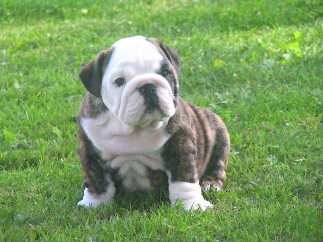 Kiss Bouledogue Anglais Elevage Doreval Bulldog kiss bouledogue anglais elevage doreval