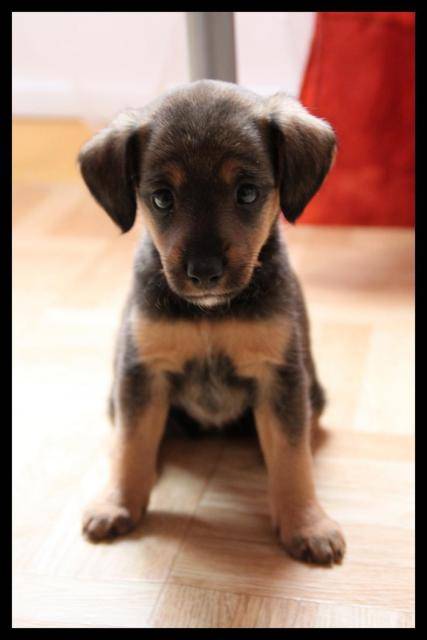 Photo Lea Teckel croisé Jack Russel : Teckel Photo Lea Teckel croisé Jack Russel : Teckel