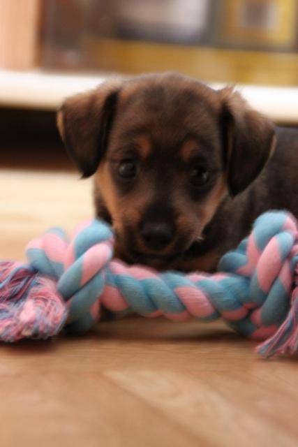 Photo Lea Teckel croisé Jack Russel : Teckel Photo Lea Teckel croisé Jack Russel : Teckel