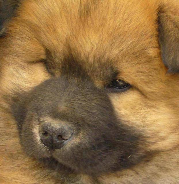 Photo eurasier : Eurasier Photo eurasier : Eurasier