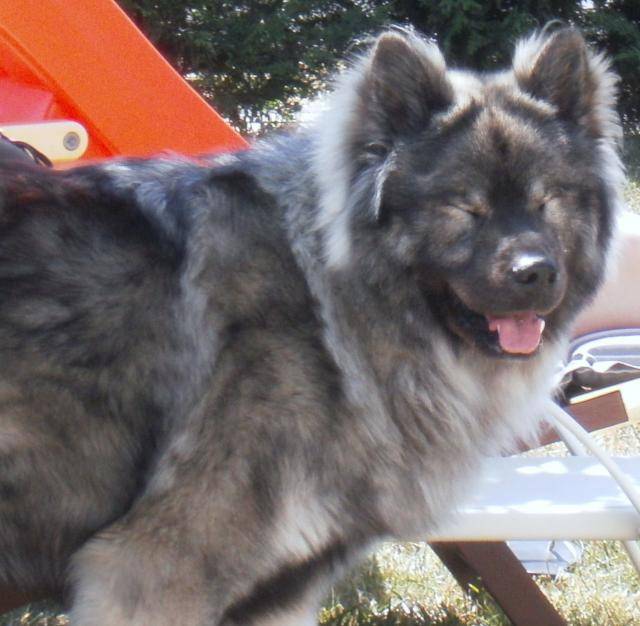Photo Elboy **EURASIER** : Eurasier Photo Elboy **EURASIER** : Eurasier