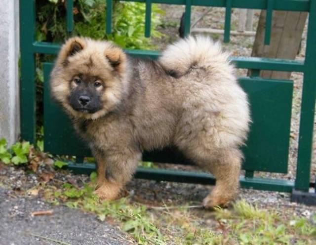 Photo Fine chiot Eurasier : Eurasier Photo Fine chiot Eurasier : Eurasier
