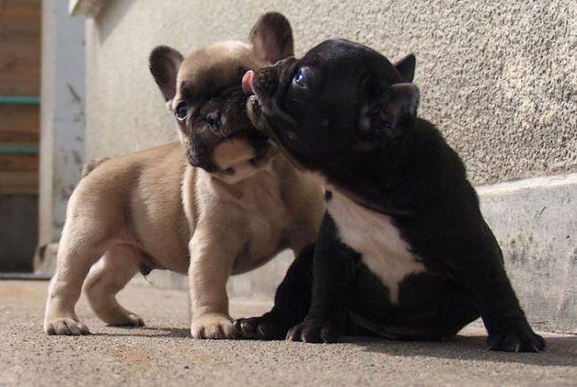 Rencontre entre callie et arizona