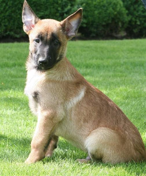 Photo Athos : Berger Belge Malinois mâle (4 mois) Photo Athos : Berger Belge Malinois mâle (4 mois)