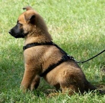 Photo Leslie : Berger Belge Malinois femelle (6 mois) Photo Leslie : Berger Belge Malinois femelle (6 mois)