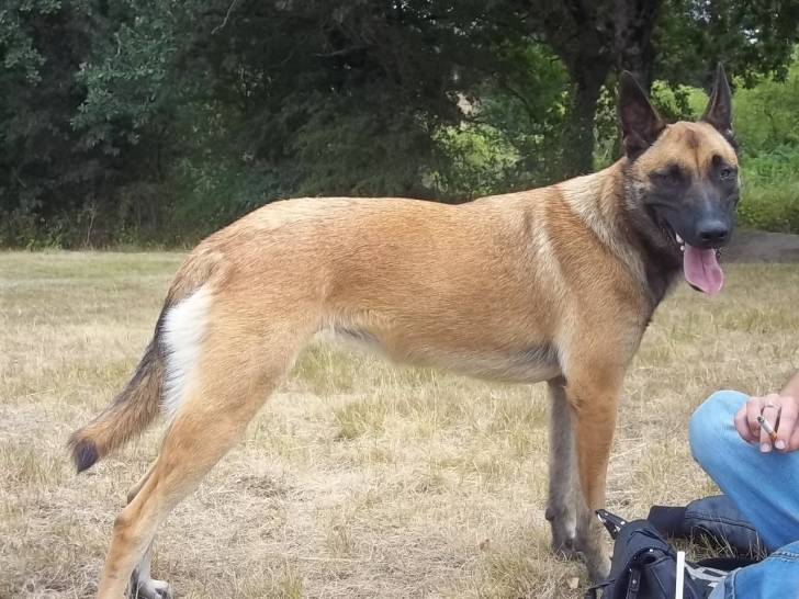Photo FLYNNE Berger Belge Malinois femelle (1 an)