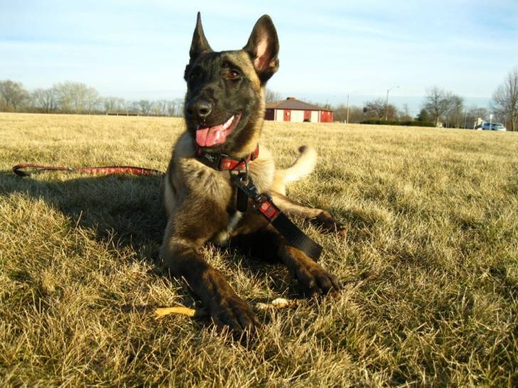 Photo Kaoss : Berger Belge Malinois mâle (10 mois) Photo Kaoss : Berger Belge Malinois mâle (10 mois)