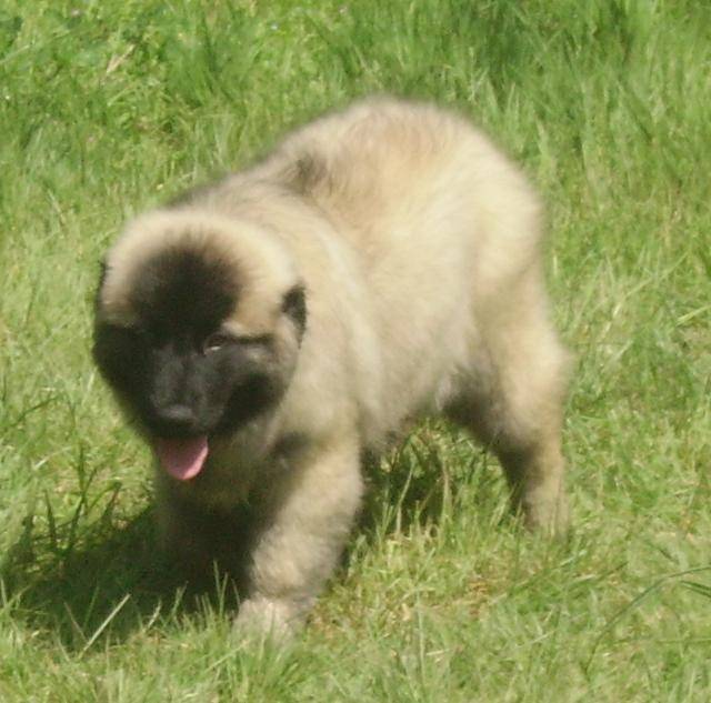 Photo Estrela, Zorina Chien de la Serra da Estrela (Chien de Montagne Portugais) Chien de