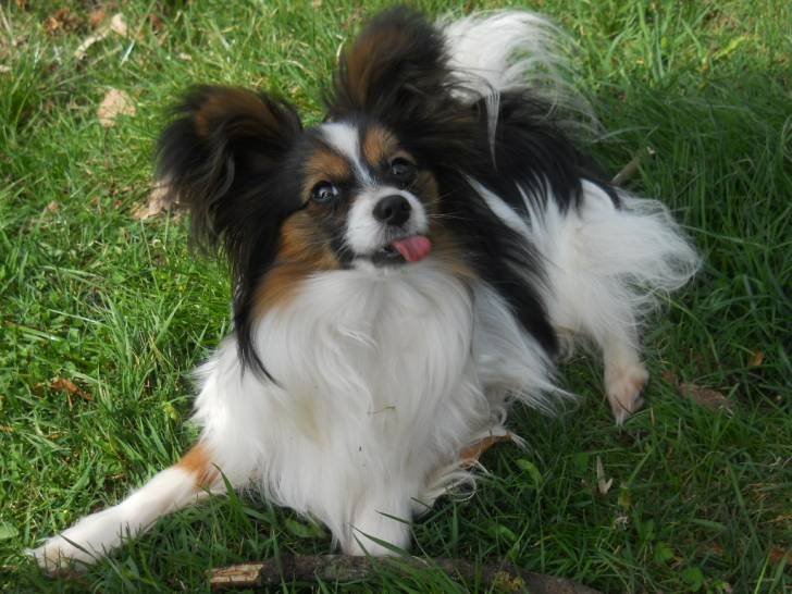 Photo flash : Épagneul Nain Continental Papillon mâle (3 ans) Photo flash : Épagneul Nain Continental Papillon mâle (3 ans)